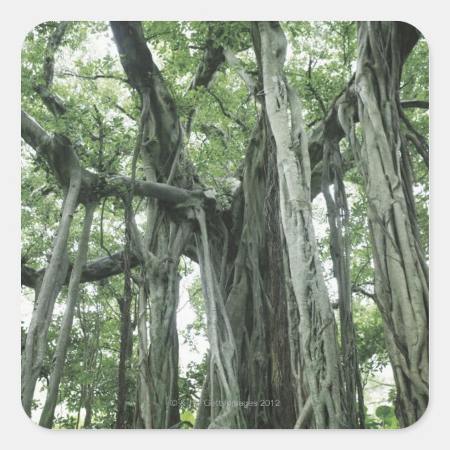 Pegatina Cuadrada Banyan Tree (Anverso)