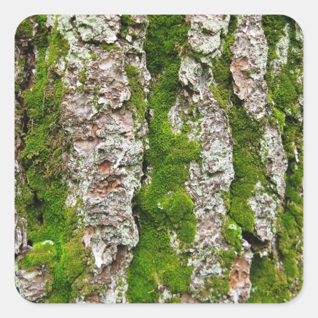 Pegatina Cuadrada Baraja De Árbol De Pino Con Moss (Anverso)