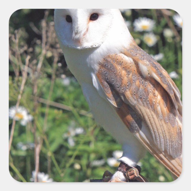 Pegatina Cuadrada Barn Owl (Anverso)