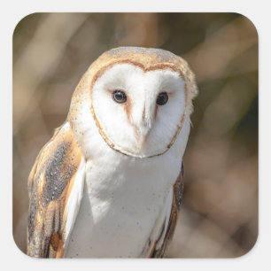 Pegatina Cuadrada Barn Owl
