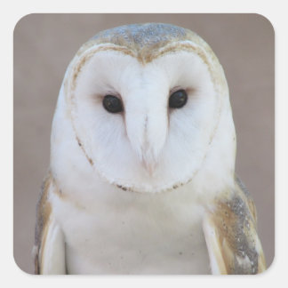 Pegatina Cuadrada Barn Owl