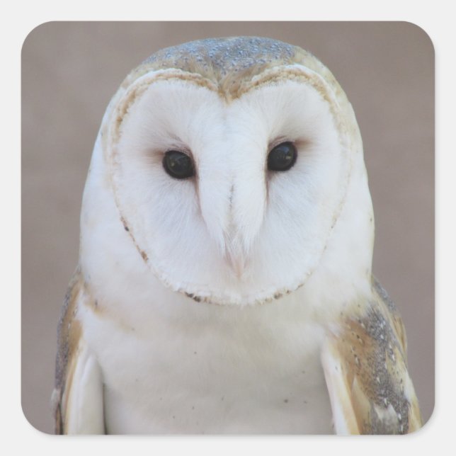 Pegatina Cuadrada Barn Owl (Anverso)