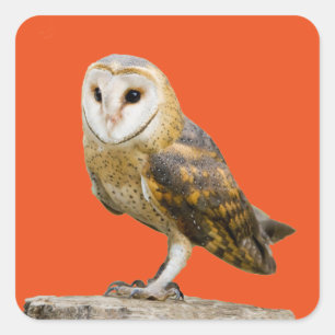 Pegatina Cuadrada Barn Owl