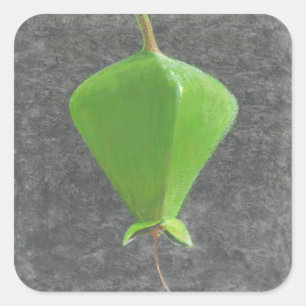 Pegatina Cuadrada Barringtonia Acutangula