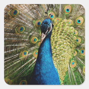 Pegatina Cuadrada Bashful Peacock