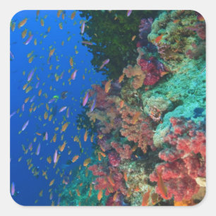 Pegatina Cuadrada Basslets Hada Escolarizados (Pseudanthias