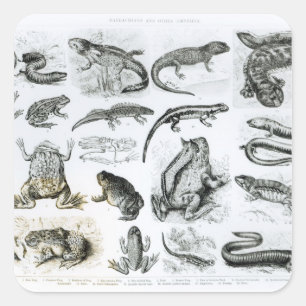 Pegatina Cuadrada Batracios y otras anfibias