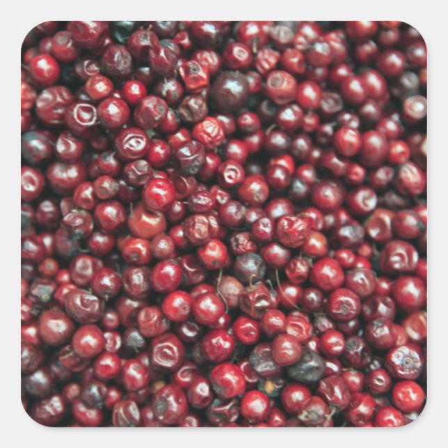 Pegatina Cuadrada Bayas rojas del Himalaya (Anverso)