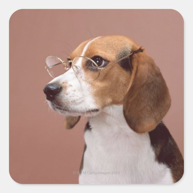 Pegatina Cuadrada Beagle (Anverso)