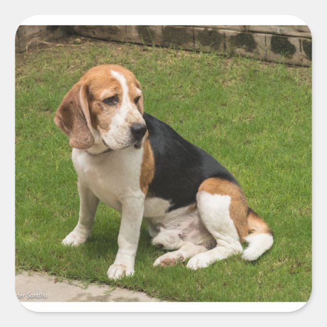 Pegatina Cuadrada Beagle (Anverso)