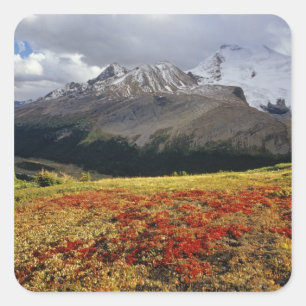 Pegatina Cuadrada Bearberry a principios del otoño. Pico Athabasca e