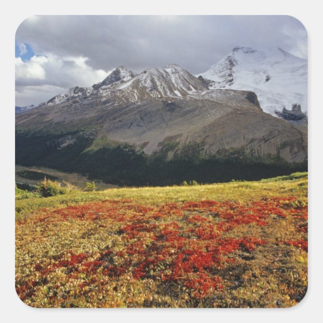 Pegatina Cuadrada Bearberry a principios del otoño. Pico Athabasca e (Anverso)