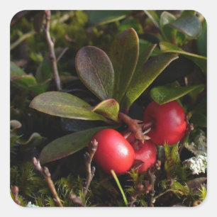 Pegatina Cuadrada Bearberry, Arctostaphylus uva-ursi