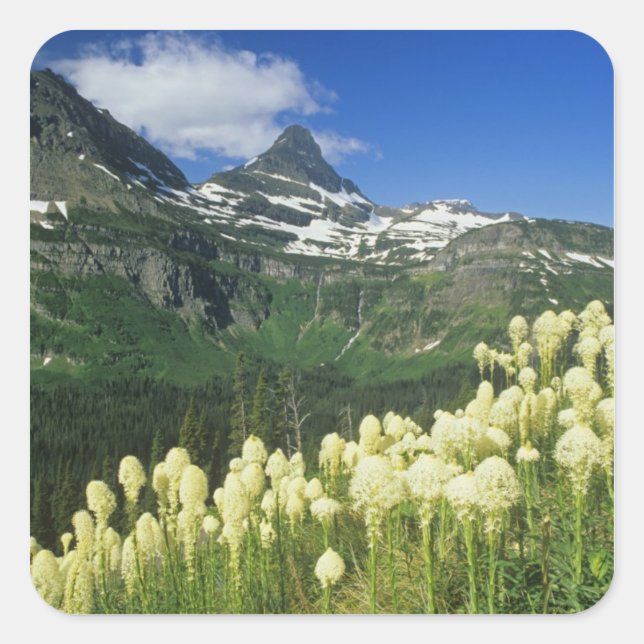 Pegatina Cuadrada Beargrass cerca del paso Logan en el país Gacier (Anverso)