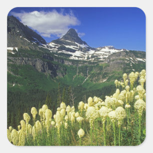 Pegatina Cuadrada Beargrass en Logan Pass en Glacier National Park