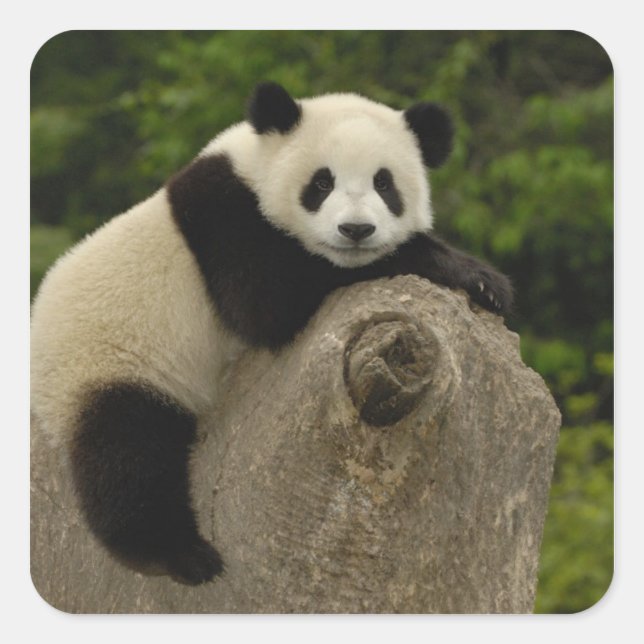 Pegatina Cuadrada Bebé de panda gigante (Anverso)