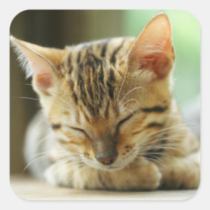 Pegatina Cuadrada Bebé Kitty durmiente