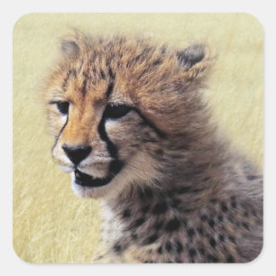 Pegatina Cuadrada Bebé lindo Cheetah Cub