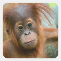 Bebé lindo Orangutan mirando directo hacia adelant