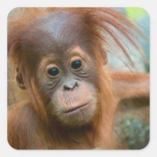 Pegatina Cuadrada Bebé lindo Orangutan mirando directo hacia adelant