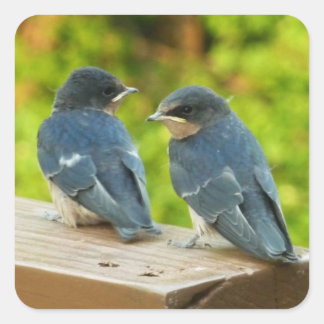 Pegatina Cuadrada Bebé Traga fotografías de aves naturales