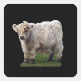 Pegatina Cuadrada Bebé Vaca "Moo" Highland Lindo Arte de Animal de G