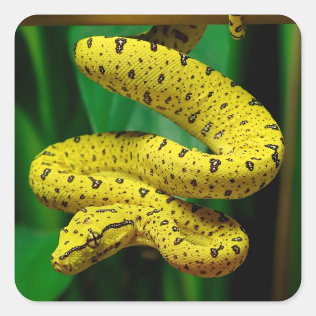 Pegatina Cuadrada Bebé Yellow Phase Green Tree Python Snack (Anverso)