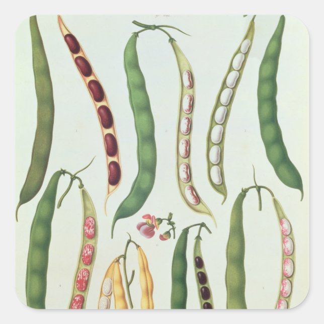 Pegatina Cuadrada Bebidas (Anverso)