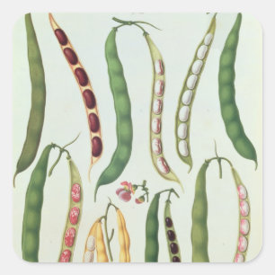 Pegatina Cuadrada Bebidas