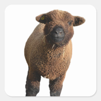 Pegatina Cuadrada Bebydoll suave cordero negro