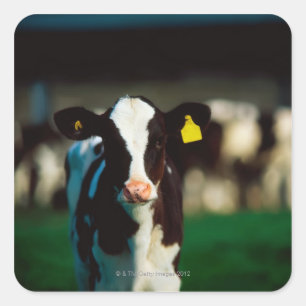 Pegatina Cuadrada Becerro del Holstein-frisón