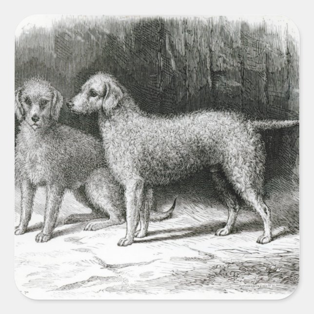 Pegatina Cuadrada Bedlington Terriers- El Sr. F. Armstrong's (Anverso)