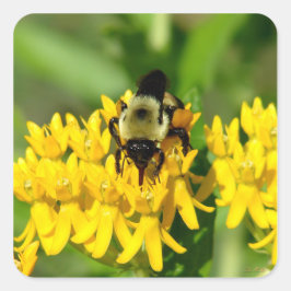 Pegatina Cuadrada Bee Feasting on Butterfly Weed Wildflowers