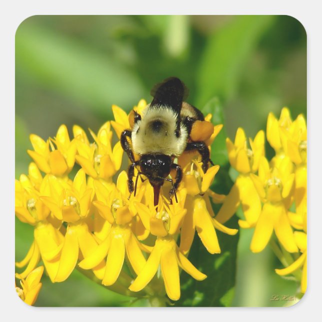 Pegatina Cuadrada Bee Feasting on Butterfly Weed Wildflowers (Anverso)
