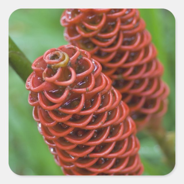 Pegatina Cuadrada Beehive Ginger, gafas de zingiber), (Anverso)
