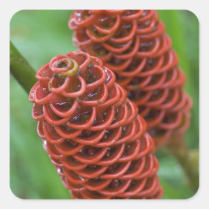 Pegatina Cuadrada Beehive Ginger, zingiber espectabile),