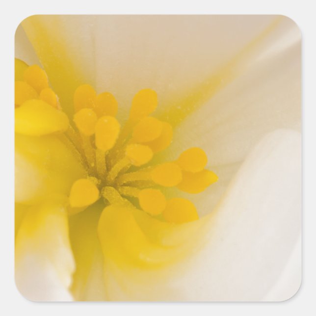 Pegatina Cuadrada Begonia blanca (Anverso)