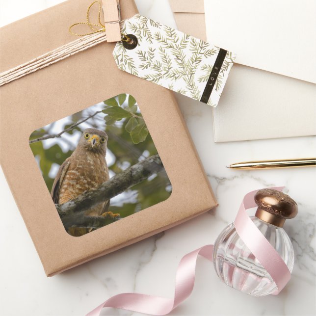 Pegatina Cuadrada Belice Brown Roadside Hawk Bird Photography (Regalar)