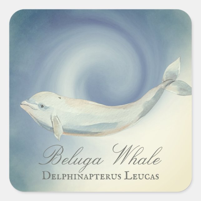 Pegatina Cuadrada Bella ballena Beluga, Delphinapterus Leucas (Anverso)