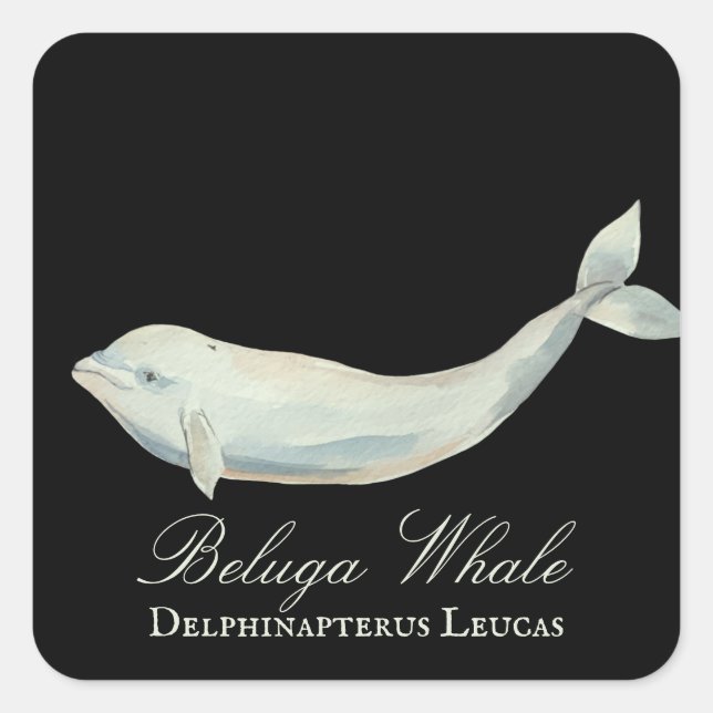Pegatina Cuadrada Bella ballena Beluga, Delphinapterus Leucas (Anverso)
