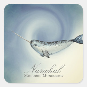 Pegatina Cuadrada Bella ballena narwhal, Monodon Monoceros