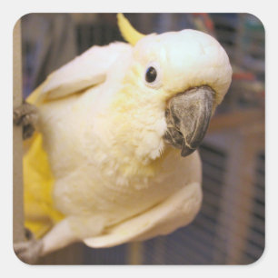 Pegatina Cuadrada Bella boy