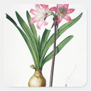 Pegatina Cuadrada Belladona del Amaryllis, de "Les Liliacees",