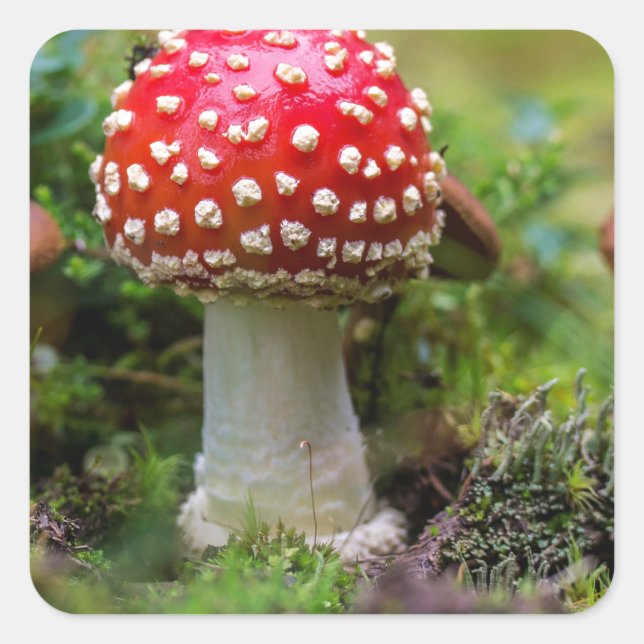 Pegatina Cuadrada Belleza de otoño (Anverso)