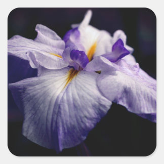 Pegatina Cuadrada Belleza japonesa de flores Iris