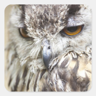 Pegatina Cuadrada Bengal Eagle Owl