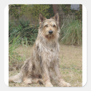 Pegatina Cuadrada Berger_Picard sentado 2