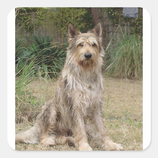 Pegatina Cuadrada Berger_Picard sentado 2 (Anverso)