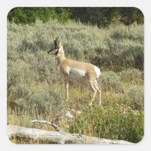 Pegatina Cuadrada Berrendo en el Parque Nacional Grand Teton