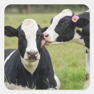 Pegatina Cuadrada Beso de Vaca Holstein en Pradera de Granja